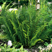 Hardy Fern Dryopteris filix-mas